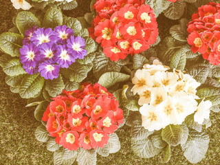 Retro looking Primose aka Primula flower