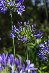 Agapanthus Africanus, African Lily, Coroas de Henrique