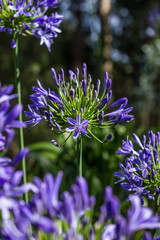 Agapanthus Africanus, African Lily, Coroas de Henrique