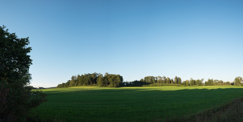 Waldrand mit Wiese