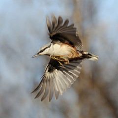 Wings and claws of flying Nuthatch