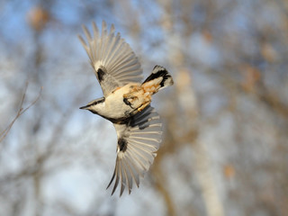 Flying Nuthatch against blue and white autumn background