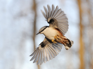 Close view of flying Nuthatch with open wings - 90376665