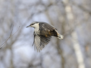 Flying Nuthatch in the leafless autumn transparent forest