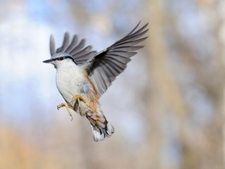 Flying Nuthatch with erect wings - 90376681