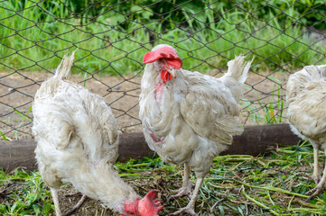 Chicken
