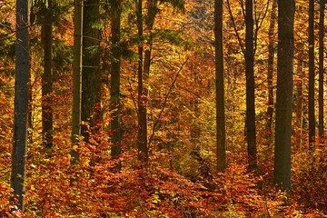 Autumn sunny forest