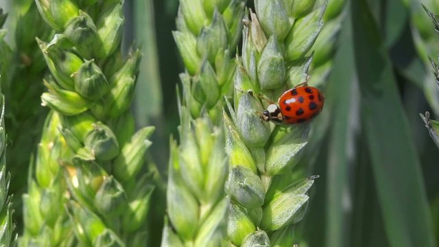 Ladybird beetle on wheat ear in field, lady bug walking on crops, macro full hd footage.