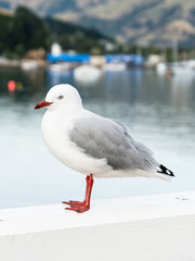 Red-billed Gull (Chroicocephalus scopulinus) at Akaroa, Canterbury, New Zealand