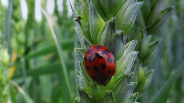 Ladybird beetle on wheat ear in field, lady bug walking on crops, macro full hd footage.