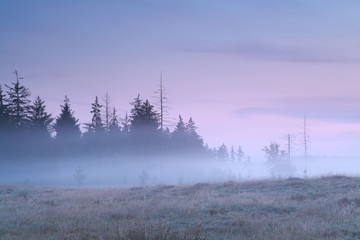 Obraz premium coniferous forest in morning fog