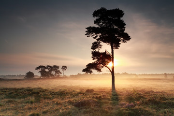 Fototapeta na wymiar beautiful sunrise behind pine tree