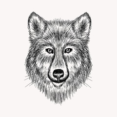 Sketch realistic face Wolf. Hand drawn vector  illustration in D
