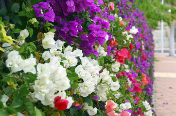 Fototapeta na wymiar Colorful bougainvillea flowers with selective focus close up.