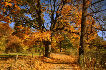Fototapeta na wymiar Autumn sunny forest