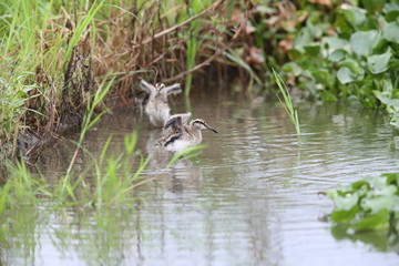 Greater painted snipe (Rostratula benghalensis) in Japan