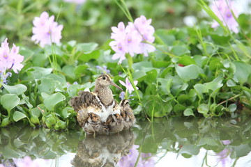 Greater painted snipe (Rostratula benghalensis) in Japan