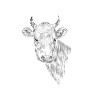 Sketch Head of a cow. Hand drawn vector illustration.