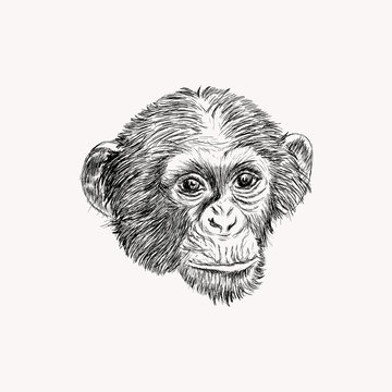 Sketch monkey face. Hand drawn doodle vector illustration.