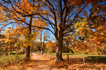 Fototapeta premium Autumn sunny forest