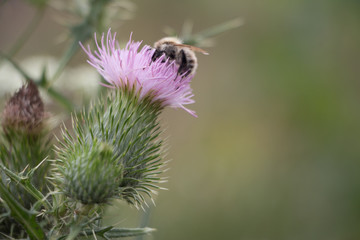 Flauschig liebt flauschig