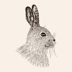 Sketch rabbit. Hand drawn the hare. Realistic vector illustratio