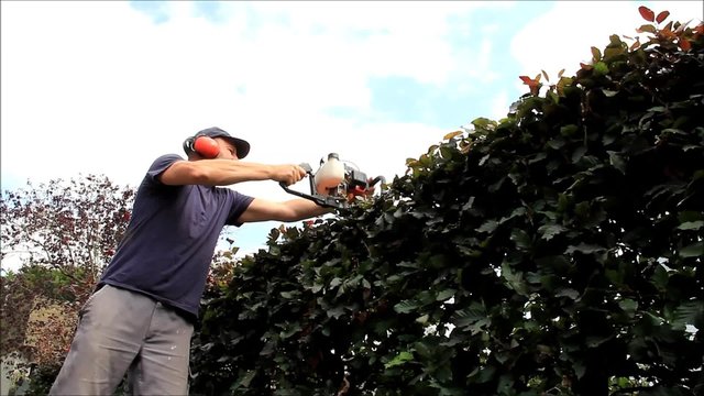 Heckenschnitt mit Motor Heckenschere, gartenarbeit, schneiden von Buchenhecke, audio
 