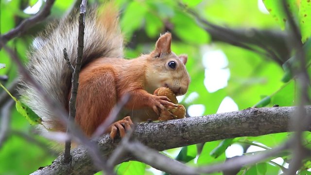 squirrel eats nuts on a tree in the wood