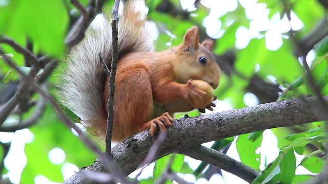 squirrel eats nuts on a tree in the wood