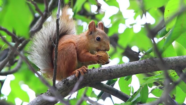 squirrel eats nuts on a tree in the wood