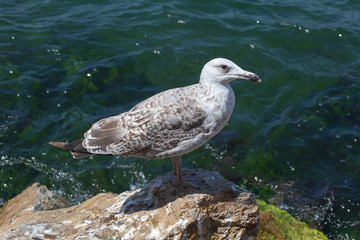 Seagull sitting on a rock near the sea