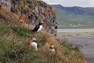 Puffins at Dyrhólaey peninsula