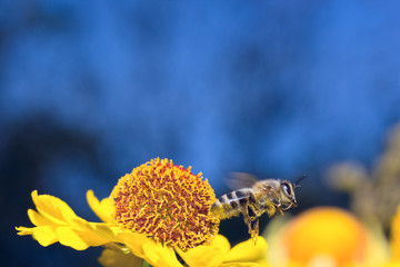 Insect macro bee collects pollen on a flower ( selective focus)