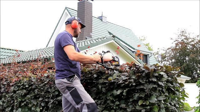 Heckenschnitt mit Motor Heckenschere, gartenarbeit, schneiden von Buchenhecke, audio
 
