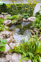 Koi fish in pond garden
