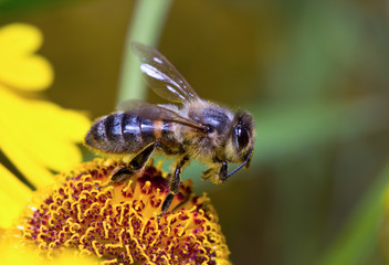 Insect macro bee collects pollen on a flower ( selective focus)
