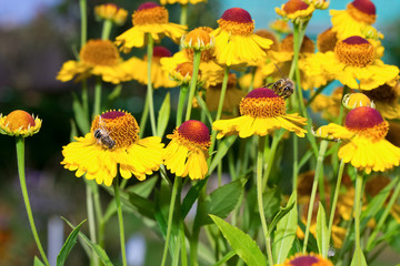 Insect macro bee collects pollen on a flower ( selective focus)