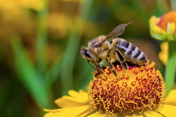 Insect macro bee collects pollen on a flower ( selective focus)