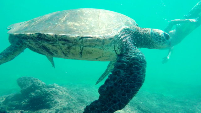 SLOW MOTION Young Man Swimming Underwater with Green Sea Turtle in Hawaii. Man and Animals in Nature.