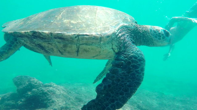 Young Man Swimming With Green Sea Turtle Underwater. Hawaiian Islands Nature Animals.