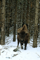 bison d'europe, bison bonassus, hiver dans la neige 