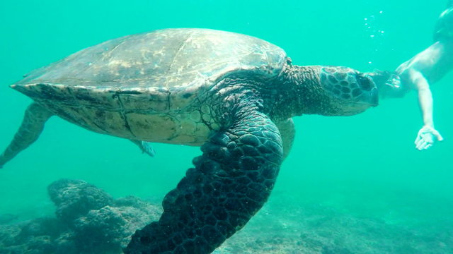 SLOW MOTION Young Man Swimming Underwater with Green Sea Turtle in Hawaii. Man and Animals in Nature.