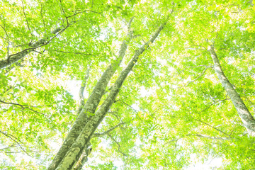 白神山地のブナ林　青森県深浦町