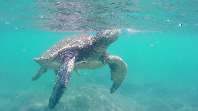 Green Sea Turtle Underwater coming up for air in the Hawaiian Islands.