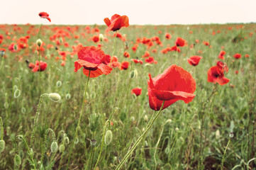 Poppy field