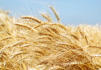 Wheat field