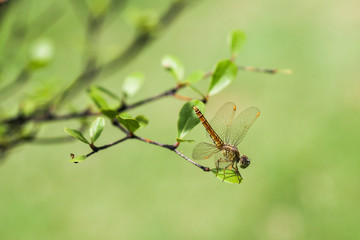 dragonfly