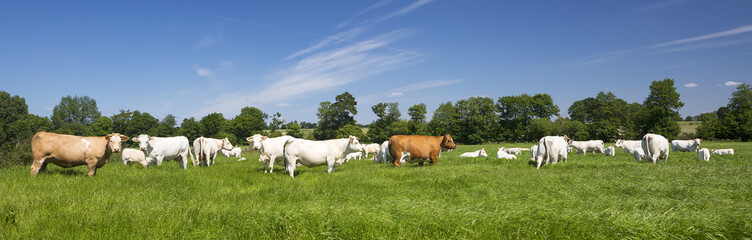 Panoramic view of cows