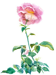 single pink rose, watercolor, drawing on paper