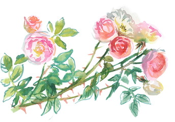 branch of pale pink roses, watercolor sketch, drawing on paper